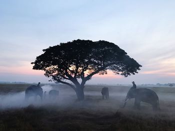 Trees on field against sky during sunset