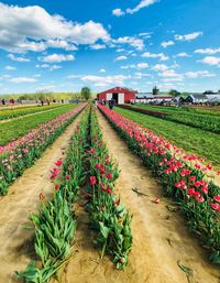 Scenic view of flowering field against sky