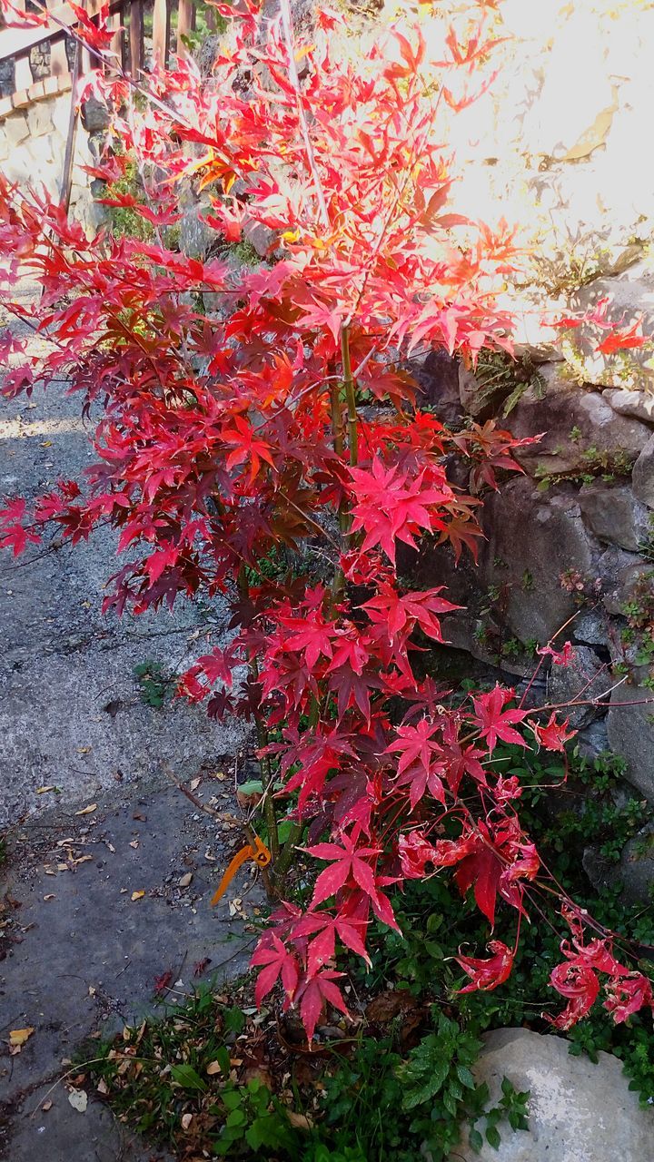 CLOSE-UP OF RED FLOWERS