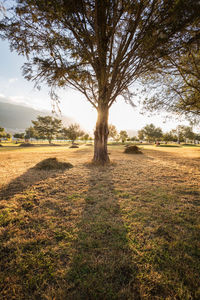 Trees on field against sky