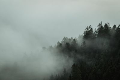 Trees in forest against sky