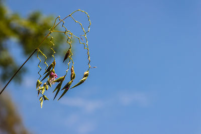 Low angle view of flowering plant against blue sky