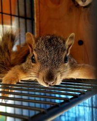 Close-up of rabbit in cage