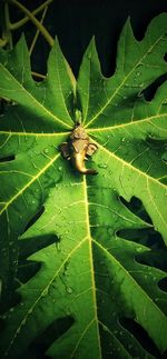 Close-up of insect on leaf