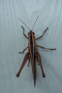 High angle view of insect on wall