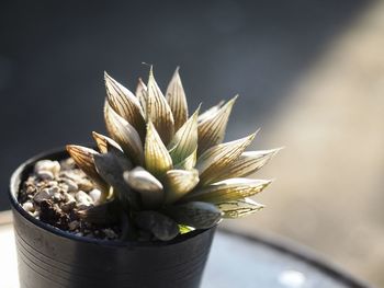 Close-up of potted plant