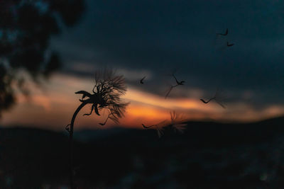 Close-up of silhouette dandelion against sky during sunset