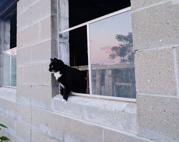 Black dog on brick wall