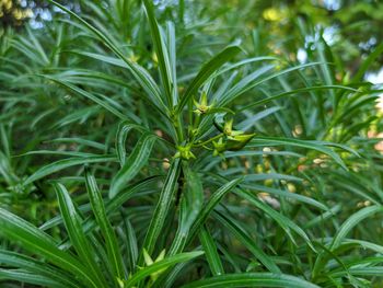 Full frame shot of fresh green plants