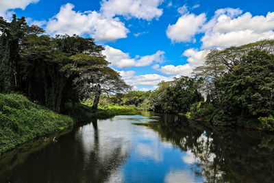 Scenic view of river amidst trees against sky