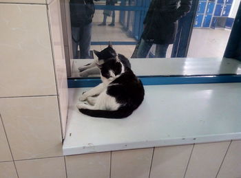 Cat sitting on floor