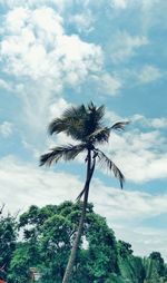 Low angle view of coconut palm tree against sky