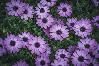 High angle view of purple flowers