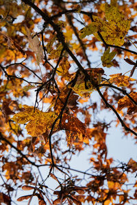 Low angle view of autumnal tree against sky