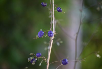 Close-up of purple flowering plant