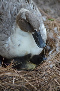 Close-up of bird in nest