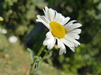 Close-up of white daisy flower