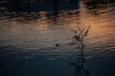 Scenic view of lake at sunset