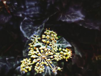 Close-up of flowering plant