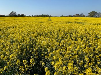 Scenic view of oilseed rape field against sky