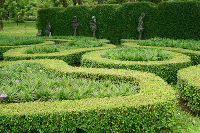 A small pattern of english cottage garden style,fukien tea cutted wall and sculptures in background