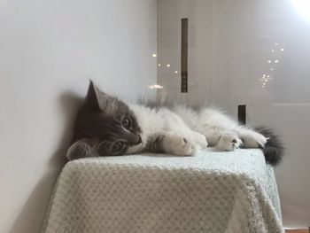 Cat sleeping at home