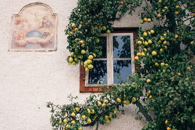 Plants growing on wall of building