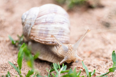 Close-up of snail