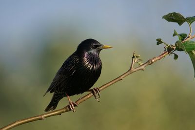 Close-up of bird perching on branch