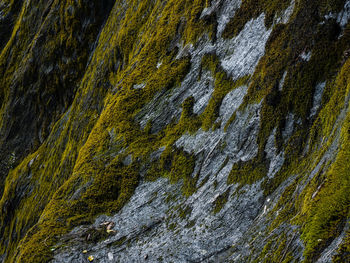 Full frame shot of rock formation with moss