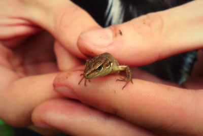 Close-up of human hand holding lizard