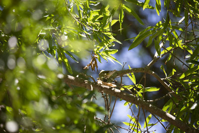 Low angle view of leaves on tree