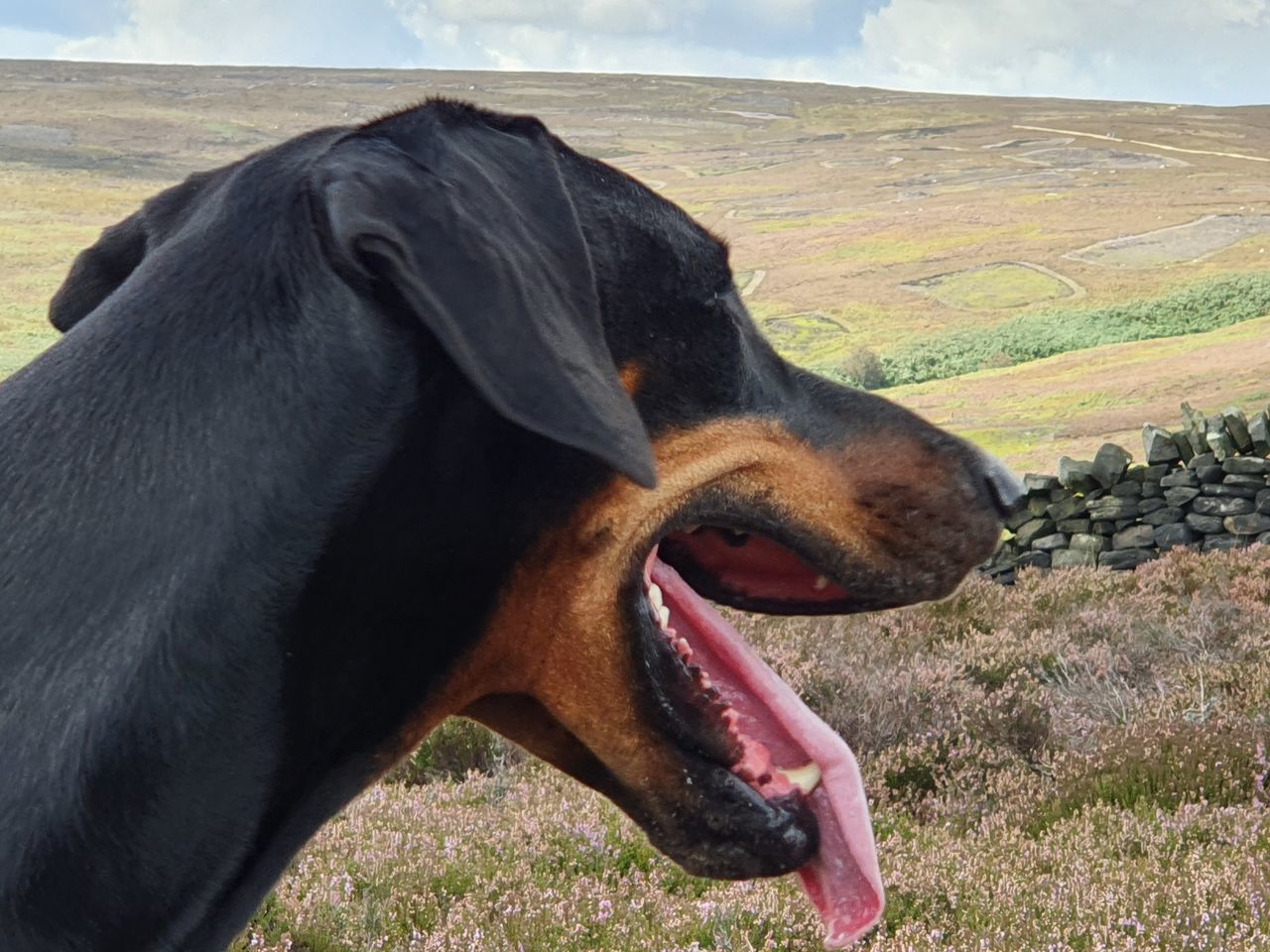 CLOSE-UP OF A DOG