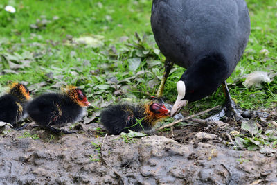 Portrait of a coot feeding baby coots 