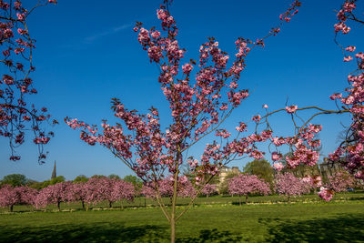 Pink cherry blossom tree in field against blue sky