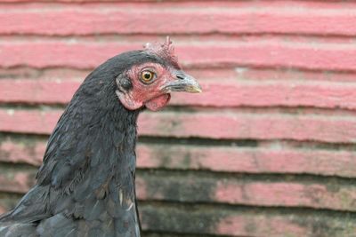 Close-up of bird perching on red outdoors