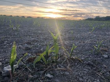 Scenic view of field against sky during sunset