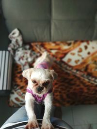 Directly above view of dog leaning on person