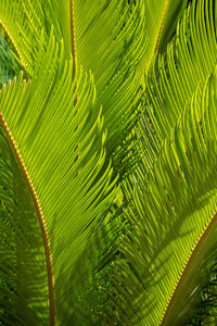 Full frame shot of palm tree