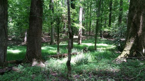 Trees in forest