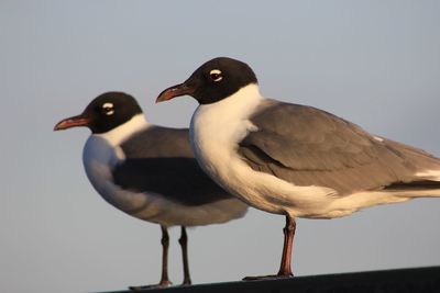 Side view of seagulls perching