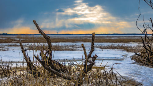 Close-up of snow on shore against sky during sunset