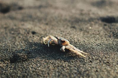 Close-up of insect on sand