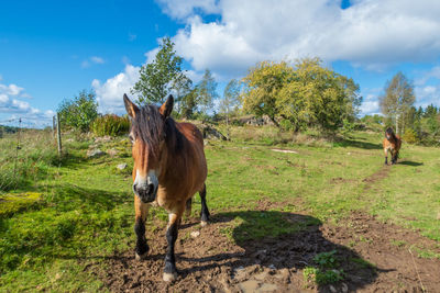 Horse standing in a field