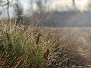 Close-up of dry grass on field