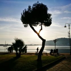 Silhouette of tree at sunset