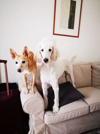 Portrait of dog sitting at home
