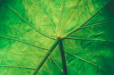 Full frame shot of raindrops on green leaf