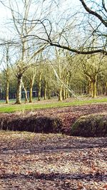 Bare trees on field against sky