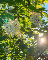 Low angle view of flowering tree against bright sun